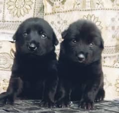 balikGerman Shepherd puppies for sale