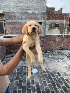 Labrador female puppy non Pedigree top quality