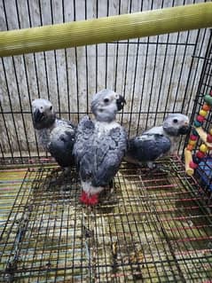 Grey parrot Congo size parrot chick available