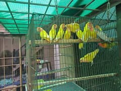 Birds for sale