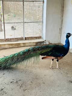 Black Shoulder Peacock