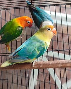 quality lovebird pair for sale