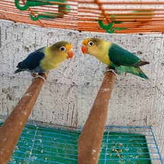Parblue fishri love bird