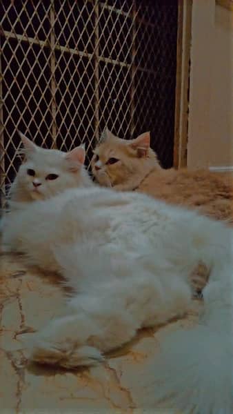 persian cats pair sell 1