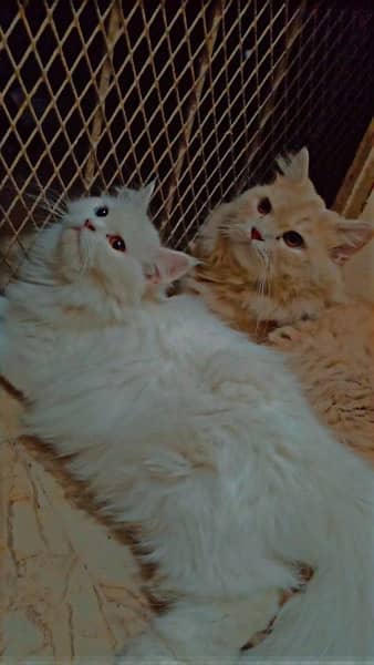 persian cats pair sell 2