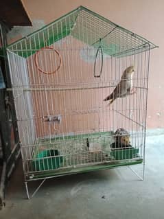 Cocktail parrots young cockatiel pair with cage pinjra