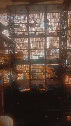 Full Step For sale Birds Cages urgent For Sell 0