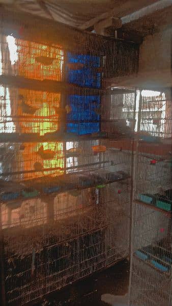 Full Step For sale Birds Cages urgent For Sell 5