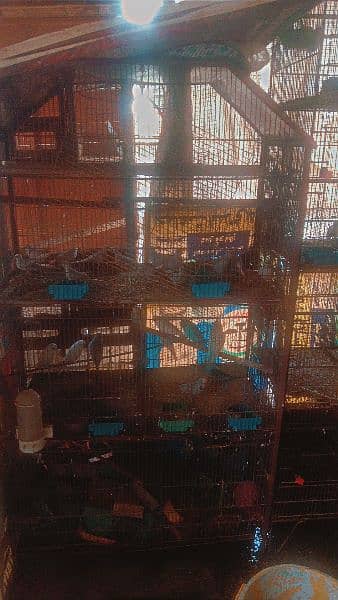 Full Step For sale Birds Cages urgent For Sell 1