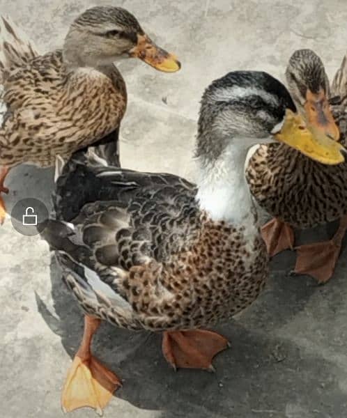 fancy ducks  For Sale 0