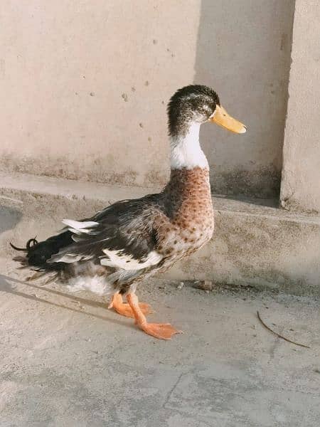 fancy ducks  For Sale 1