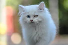 Triple coated persian male cat