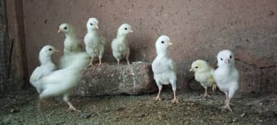 Heera aseel quality chicks