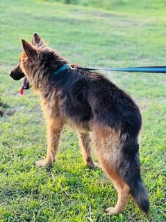 German shepered Male dog