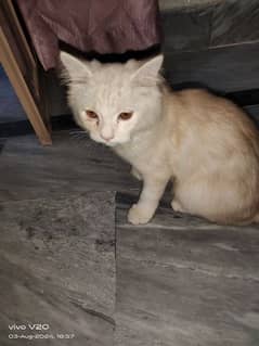 perisian cat male 3.5 month age fully vaccsinated ghar ka rehne wala