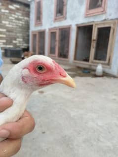 white hen