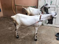 10 Months Bakra & Bakri