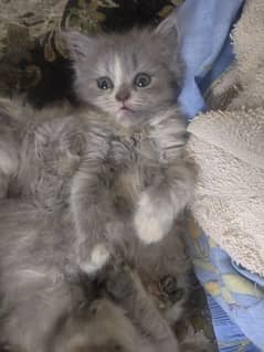 Persian kittens{Grey} for sale