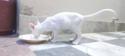 white Turkish short hair kitten