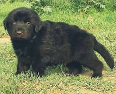 black German Shepherd male for sale