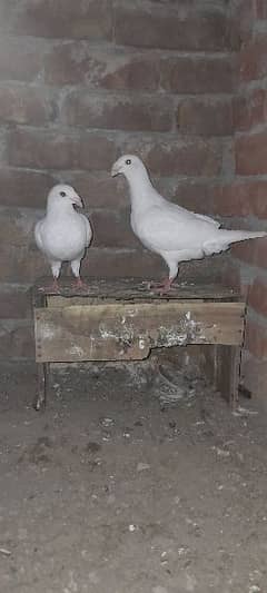 Danish Pigeon pair forsale