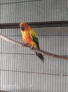 Sun Conure breeder Male sale & exchange