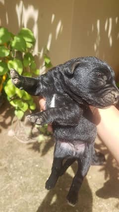 black labrador pup male