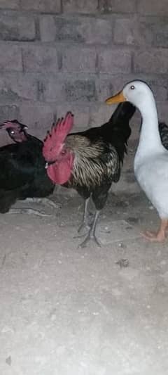 I am smiling my chicken 03315538564 what's app