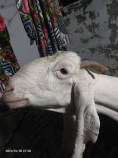 gulabi bakri , pure white, pink eye