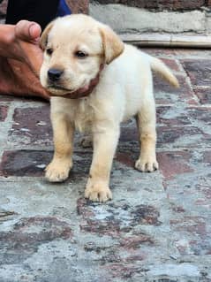 Labrador baby full healthy and active