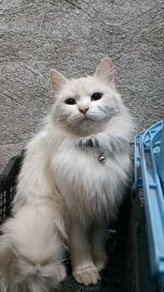 Persian female cat for sale