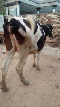 pregnant cow, on 5th  month will be completed.