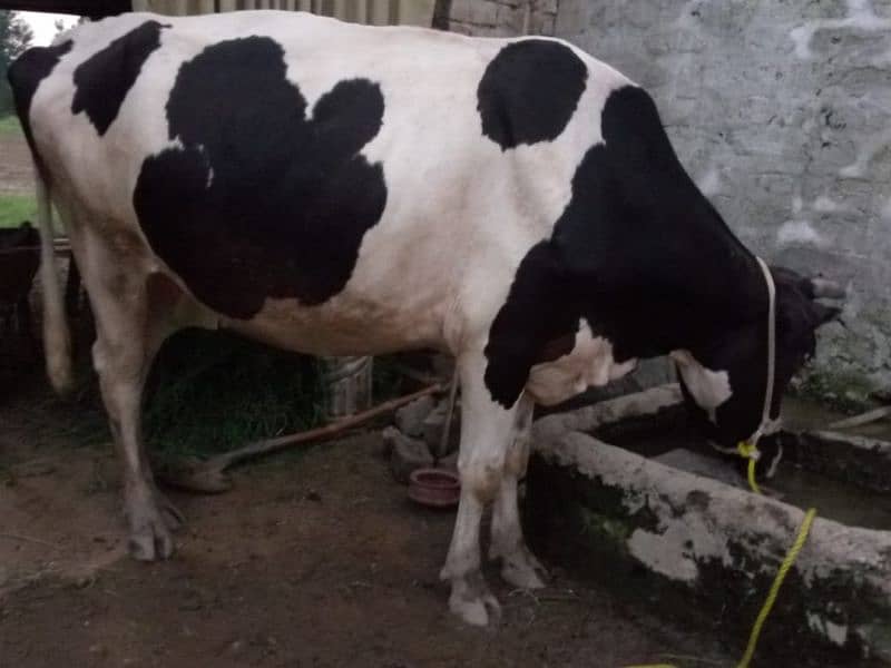 pregnant cow, on 6th month will be completed. 4