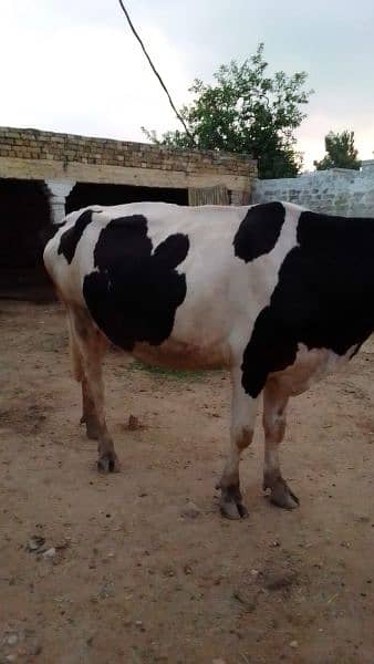 pregnant cow, on 6th month will be completed. 6