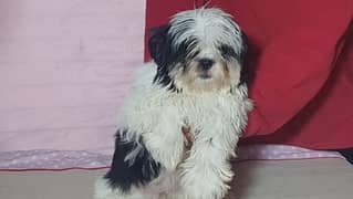 Pedigree Shi Tzu Puppies Available for sale
Male female both available