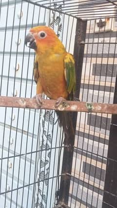 sun conure patha