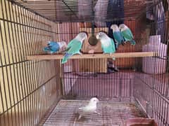 Blue lovebird Fisheris