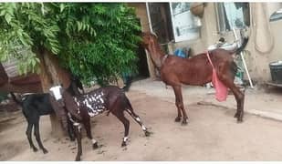 Pure Bethal Bakri with kids