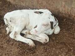 gulabi cow kid for sale 03172112210