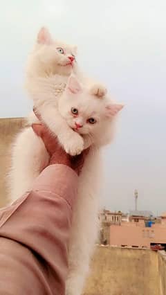 Persian kittens