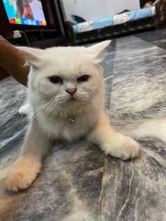 persian cat available female 1.5 years old