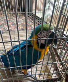 Blue macaw parrot Chicks for sale WhatsApp contact 03270410950