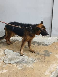 German Shepherd triple coat