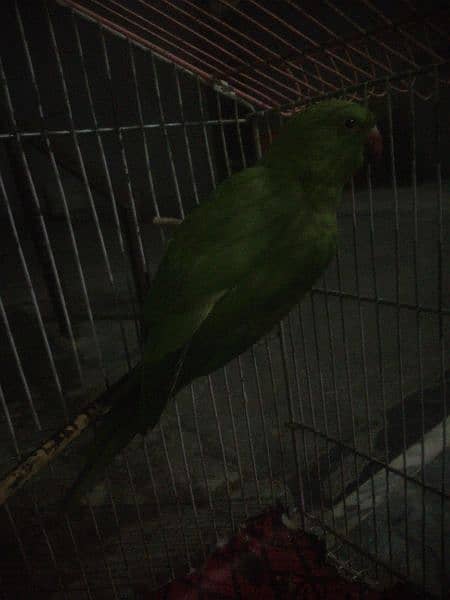 raw parrot 1