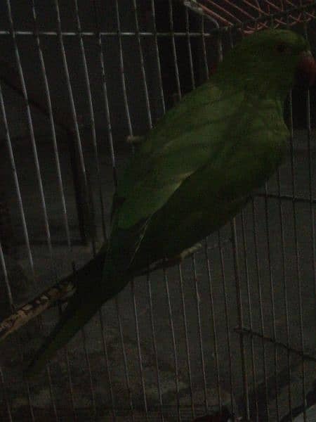 raw parrot 2