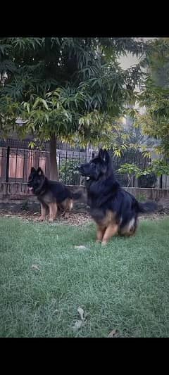 German shepherd female