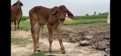 Pure Barahman Calf with Mother