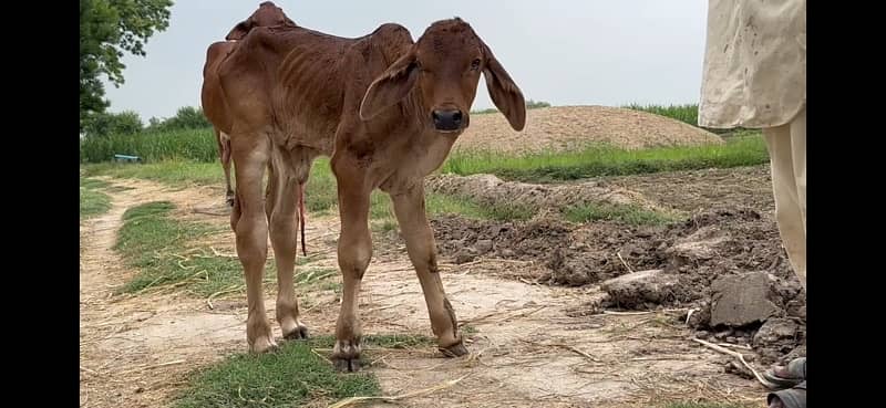 Pure Barahman Calf with Mother 1