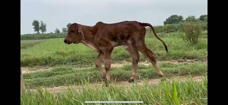 Pure Barahman Calf with Mother 2