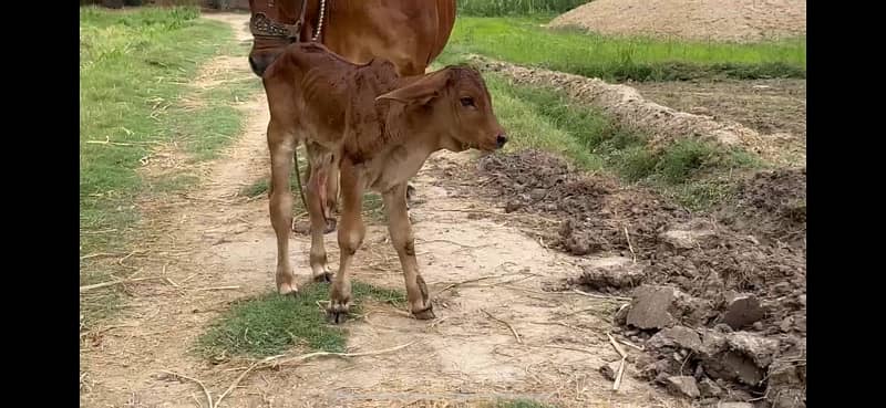 Pure Barahman Calf with Mother 3